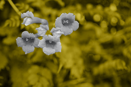 Color 2021 illuminating yellow and ultimately gray background of flower