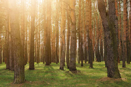 Thick spring forest with pine trees with back warm sun light. Clean environmentの写真素材