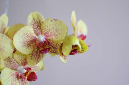 Yellow orchid phalaenopsis flowers blooming at home. Photo with copy space.の写真素材