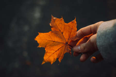 A girl is holding a maple leaf in her hand outside in fall seasonの写真素材