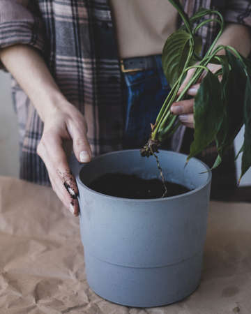 Young woman is transplanting a peace lily new sprout into a new potの写真素材