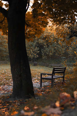 Bench under the big maple tree in park in fall season with no peopleの写真素材