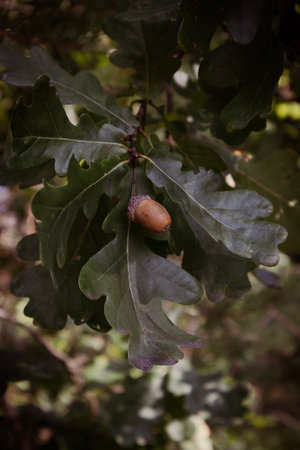 Ripe acorn on the oak tree.