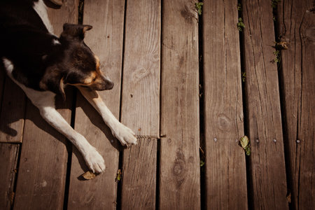 Brown domestic dog lying on a wooden floor. View from above.