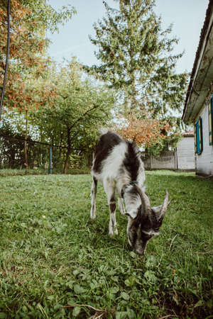 Little goat is grazing near the old house in villageの写真素材