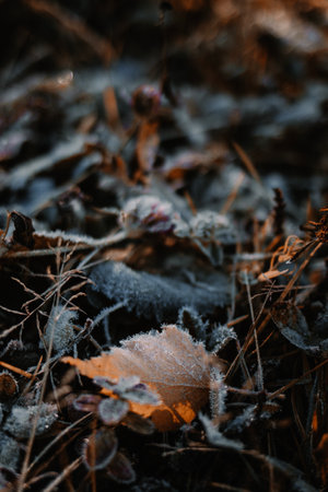 First slight frost in autumn. Freezing leaves on the ground in the morningの写真素材