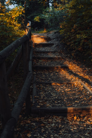 Wooden tiny path with leaves outside in park in fall seasonの写真素材