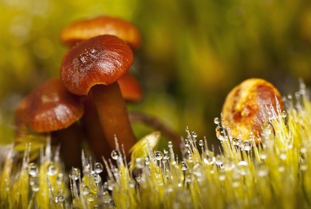 mushrooms and grass in dew, macroの写真素材