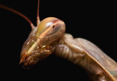 Portrait of the Praying Mantis,Objects over black backgroundの写真素材