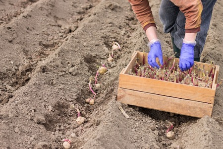 Woman is taking potato from box and planting on a field. Working in the garden in spring.の写真素材