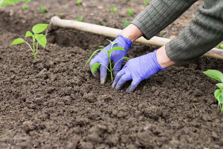 Woman with blue gloves planting a pepper seedling in vegetable garden.の写真素材