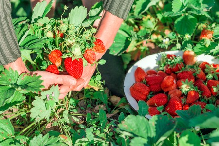 Woman hold strawberry bush in hands at gardenの写真素材