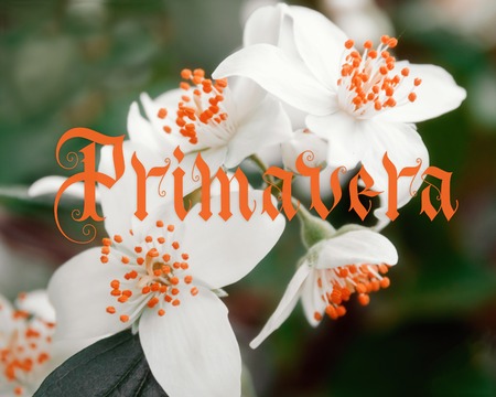 Primavera hand lettering with flowers on background. Parallel pen calligraphy