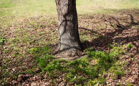 Trunk of the treeの写真素材