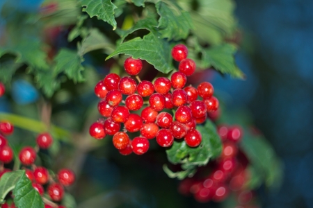 Red viburnumの写真素材
