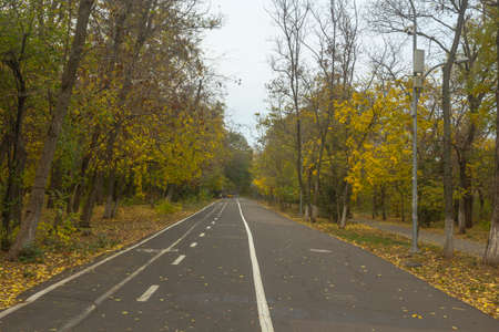 Running track in the autumn park with road markings for running and walking. "Road to health"の写真素材