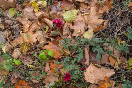 Top-Down photo of yellow leaves of maple and flowers on the ground. Fall leaves and flowers in autumn park.の写真素材