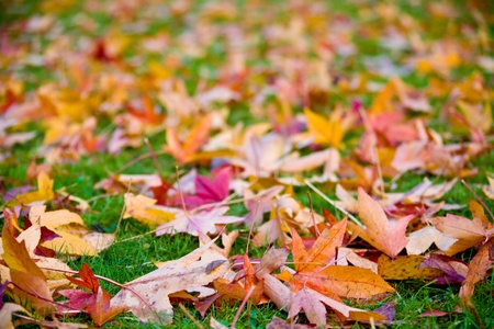 Purple maple leaves