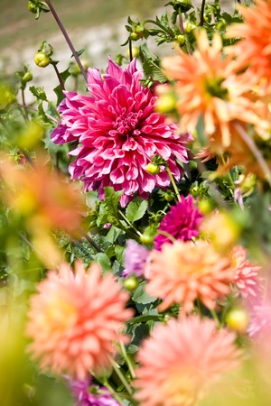 Beautiful pink dahliaの写真素材