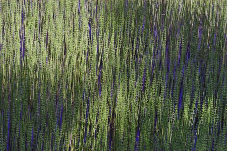 Plants growing in a German lake, background.の写真素材