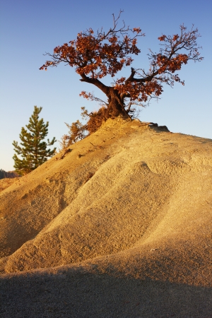 Oak tree growing on the top of a hill in the badlands in autumnの写真素材