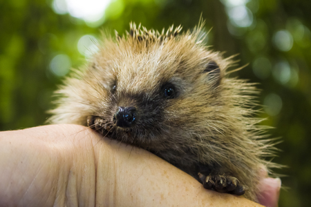 a young Hedgehog forest sits on the human handの写真素材