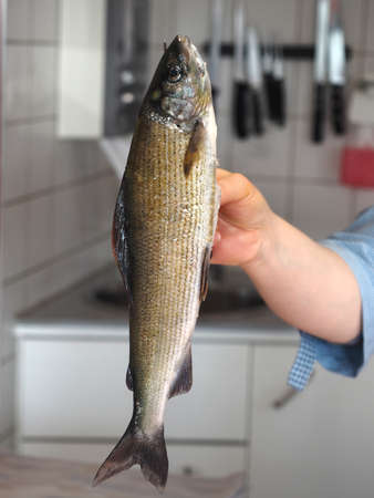 Grayling - raw fish in hand