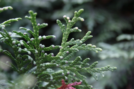 beautiful plant