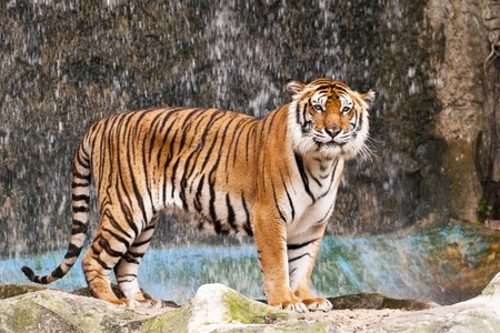 bengal tigerの写真素材