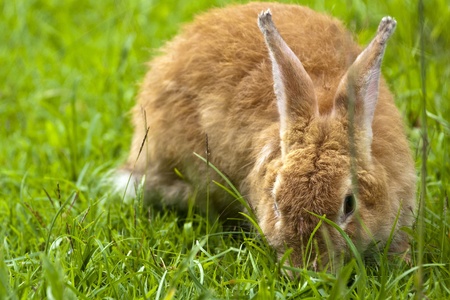 brown rabbit on grass