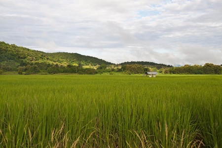 Green rice fields and mountains in Northern Highlands of Thailand South East Asiaの写真素材