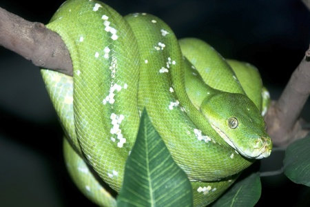 Green Tree Python