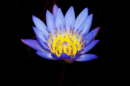 lotus flowerの写真素材