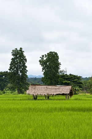 Green rice fields in Northern Highlands of Thailand South East Asiaの写真素材