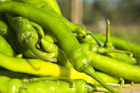 Green peppersの写真素材