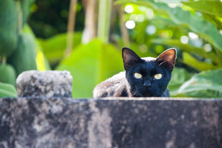 Black Cat Staringの写真素材