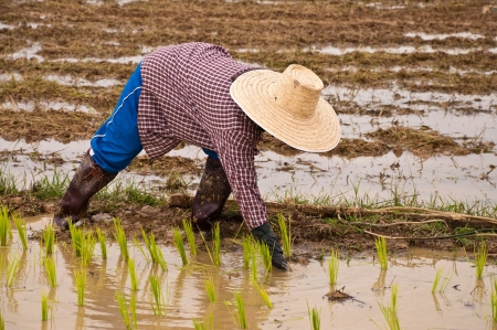 Farmers working planting rice in the paddy fieldの写真素材