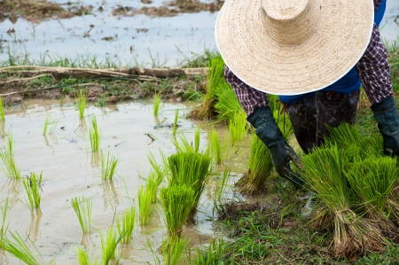 Farmers working planting rice in the paddy fieldの写真素材