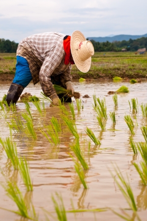 Nan, THAILAND - JULY 14: Unidentified Thai farmer works hard on rice field on July 14, 2012 in Nan Province, Thailand. For many farmers rice is the main source of income (around $800 annual)のeditorial素材