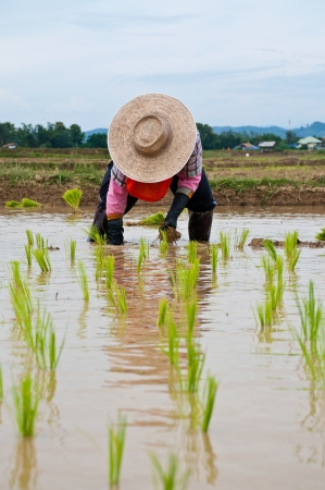Farmers working planting rice in the paddy fieldの写真素材