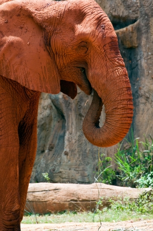 Juvenile elephant, South Africaの写真素材