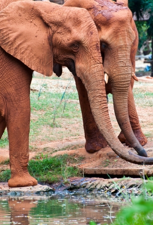 African elephants drinking from a riverの写真素材