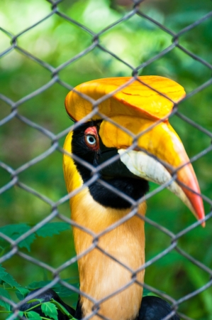 Close up head of hornbillの写真素材
