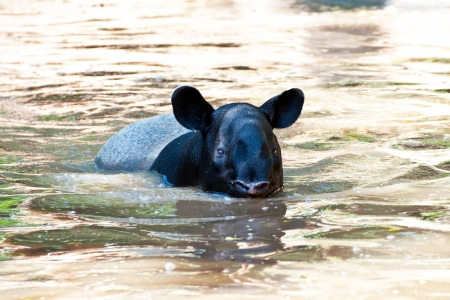 Malayan Tapir, also called Asian Tapir  Tapirus indicus の写真素材