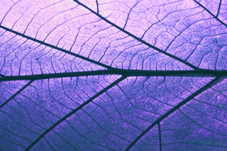 dry leaf on textured paper color blueの写真素材
