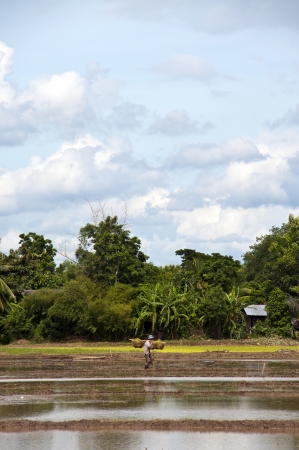 NAN, THAILAND - JULY 15: Unidentified Thai farmer works hard on rice field on July 15, 2012 in Nan Province, Thailand. For many farmers rice is the main source of income (around $800 annual)のeditorial素材