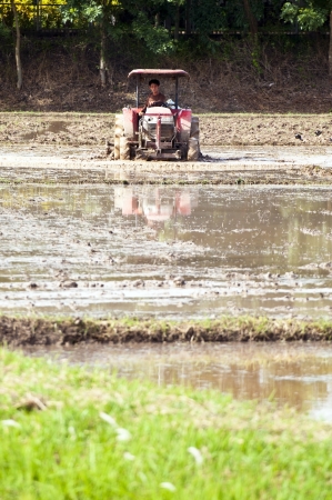 NAN, THAILAND - JULY 15: Unidentified Thai farmer works hard on rice field on July 15, 2012 in Nan Province, Thailand. For many farmers rice is the main source of income (around $800 annual)のeditorial素材