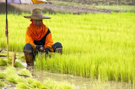 NAN, THAILAND - JULY 15: Unidentified Thai farmer works hard on rice field on July 15, 2012 in Nan Province, Thailand. For many farmers rice is the main source of income (around $800 annual)のeditorial素材