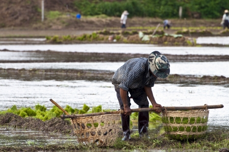 NAN, THAILAND - JULY 15: Unidentified Thai farmer works hard on rice field on July 15, 2012 in Nan Province, Thailand. For many farmers rice is the main source of income (around $800 annual)のeditorial素材