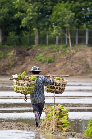 NAN, THAILAND - JULY 15: Unidentified Thai farmer works hard on rice field on July 15, 2012 in Nan Province, Thailand. For many farmers rice is the main source of income (around $800 annual)のeditorial素材